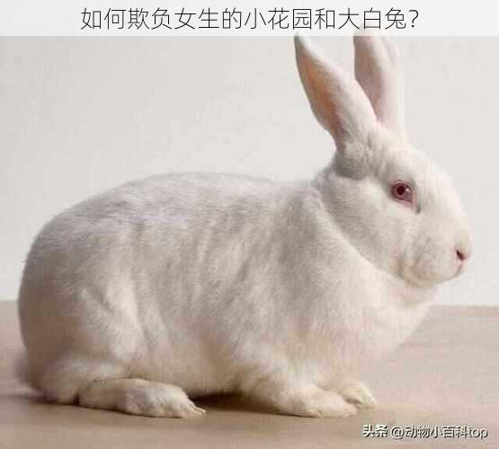 如何欺负女生的小花园和大白兔?